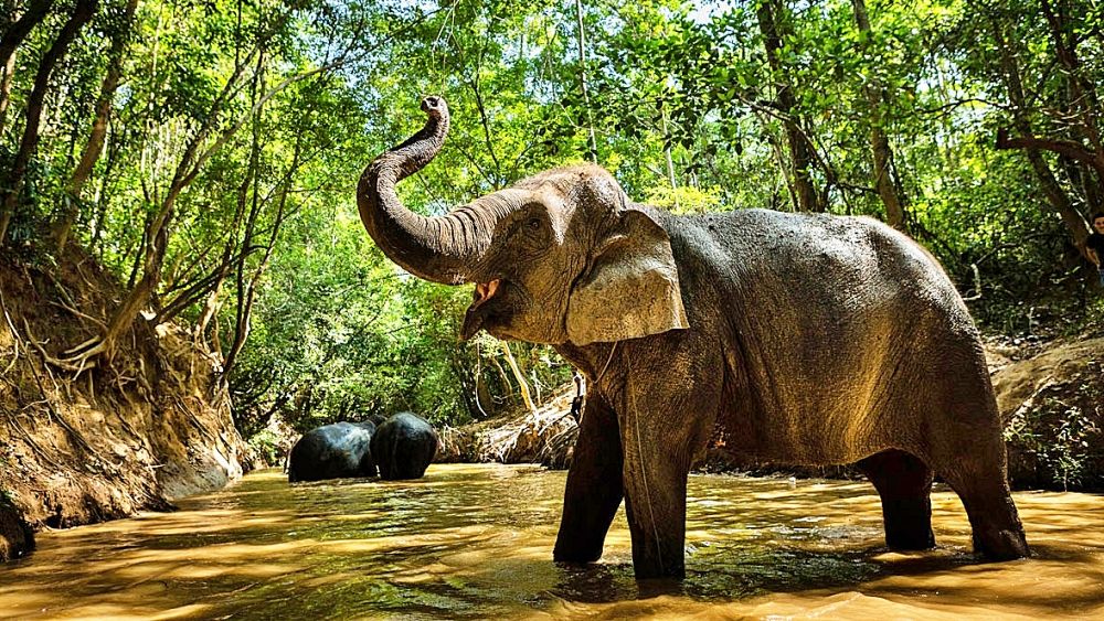 Walk with the elephants