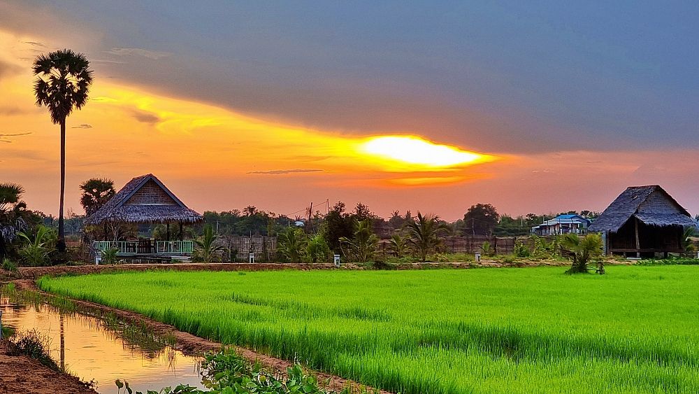 Sunset ricefields and dinner