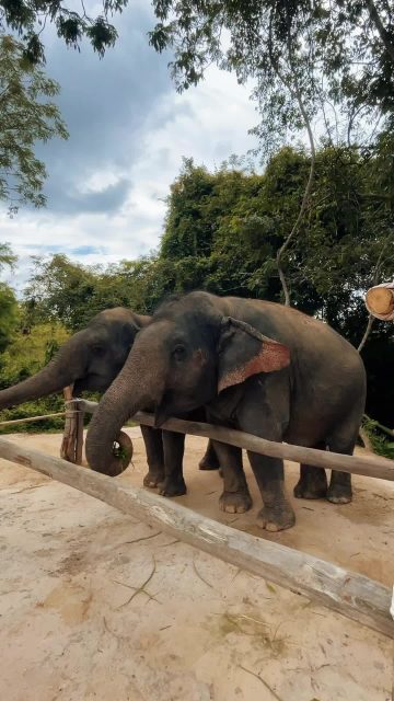 មកសាកបទពិសោធន៍ថ្មី ជាមួយ Jeep និងដំរី! 🐘✨
👉ទាក់ទងមកយើងសម្រាប់ពត៌មានបន្ថែម /𝐅𝐨𝐫 𝐦𝐨𝐫𝐞 𝐢𝐧𝐟𝐨 𝐚𝐛𝐨𝐮𝐭 𝐣𝐞𝐞𝐩 𝐭𝐨𝐮𝐫𝐬:
☎️ 012 908 524 / 098 908 524 / 086 513118
📬 info@cambodiajeep.com
🌏 www.cambodiajeep.com
Booking Now: https://cambodiajeep.com/siem-reap-jeep-tours/
#CambodiaJeepTour #CambodiaJeep #elephant