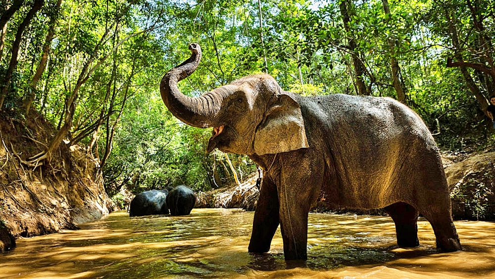 Walk with the elephants