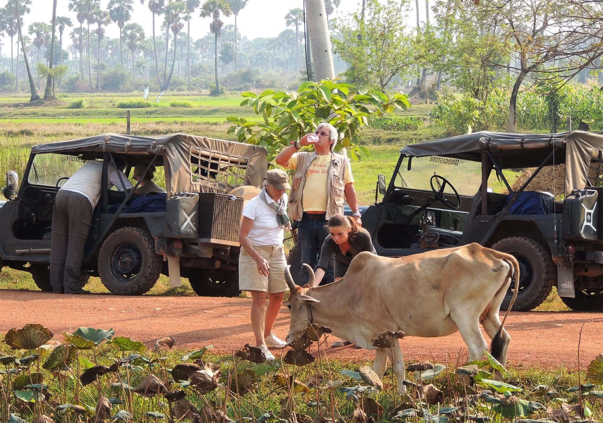jeep countryside cows