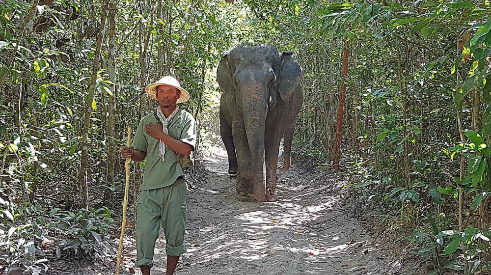 Mahout and elephant walking in the forest