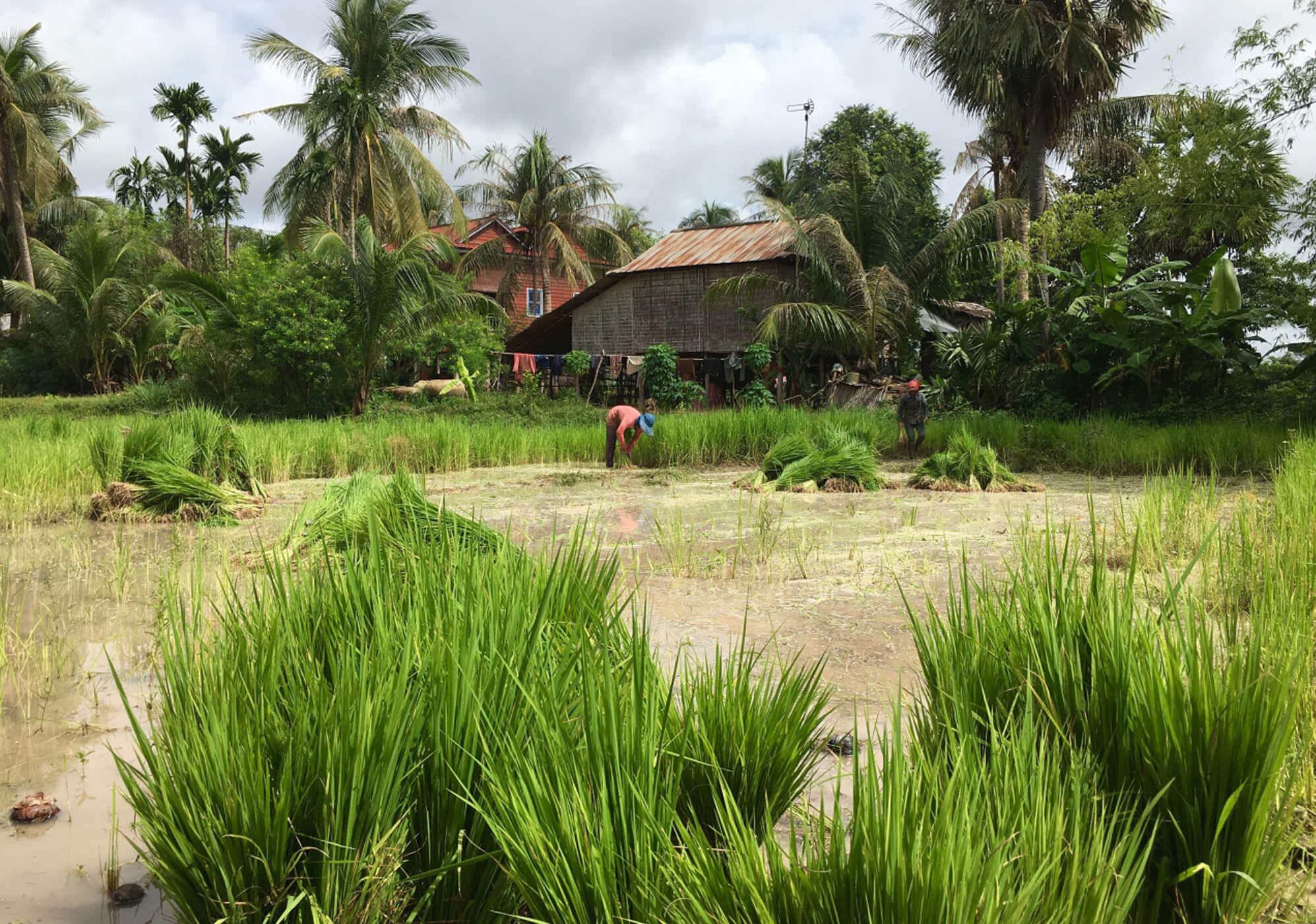 countryside ricefields 