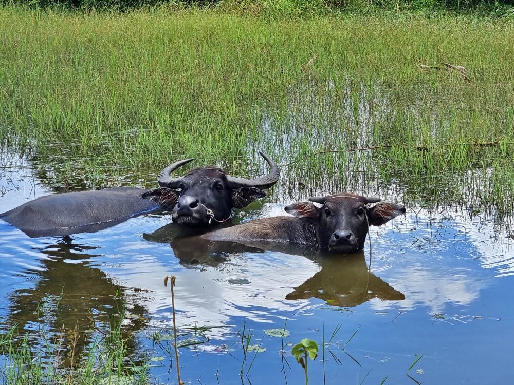 Waterbuffalos in the ricefields